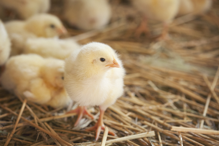 chick in some hay at a farm